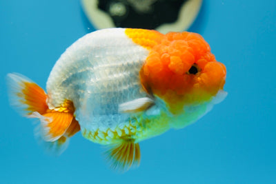 León macho de 4,5 a 5 pulgadas #0119RC_08