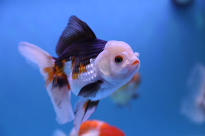 Oranda Tricolor Femelle 6-6,5 pouces #0210OR_11