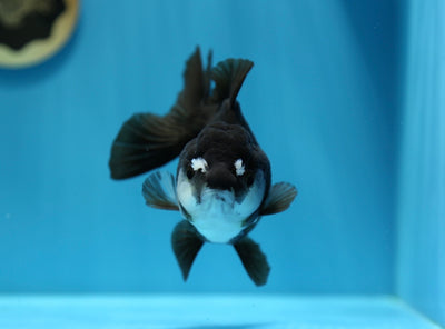 Oranda Panda Femelle 4,5-5 pouces #1230OR_03