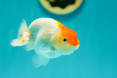 Buffle thaï Ranchu mâle 3,5 pouces #0310RC_16