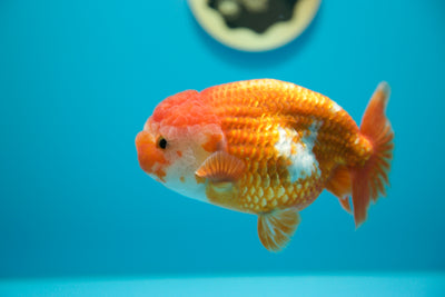 León chu rojo superrojo macho de 5 a 5,5 pulgadas