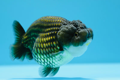 Lionchu Super Black Macho 4-4,5 pulgadas #0112RC_06