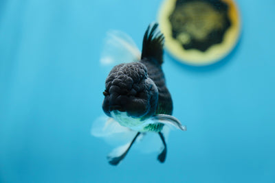 Super Panda Oranda Macho 5-5.5 pulgadas #1109TO_03