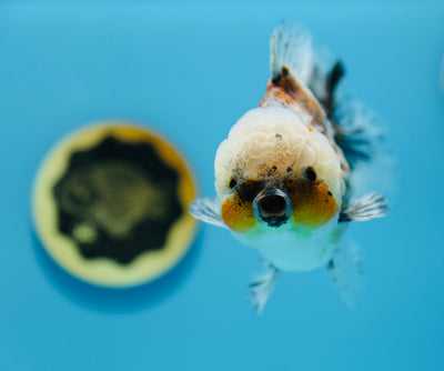 Yuanbao Super Calico Macho 5,5-6 pulgadas #1118YB_04