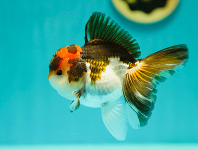 Mâle Oranda tricolore de catégorie A 4-4,5 pouces #0331OR_06