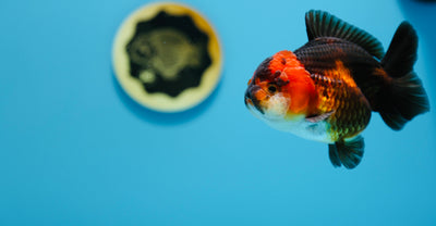 AAA Yuanbao Hembra 3.5-4 pulgadas #1216YB_03