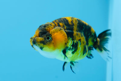 Lionchu Tiger 3-3,5 pouces #0119RC_09