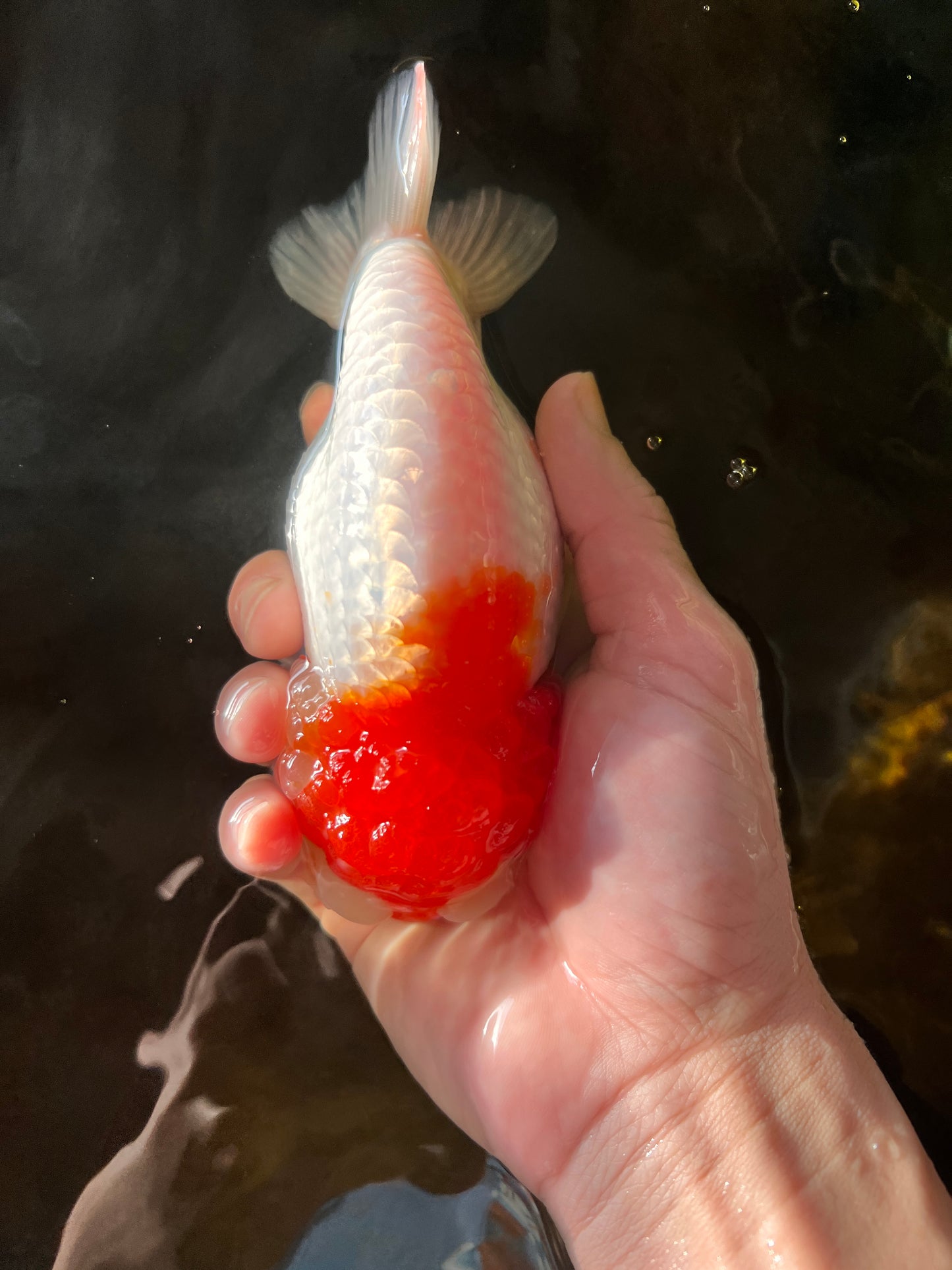 Super LionQueen 5,5-6 pulgadas #0127RC_10