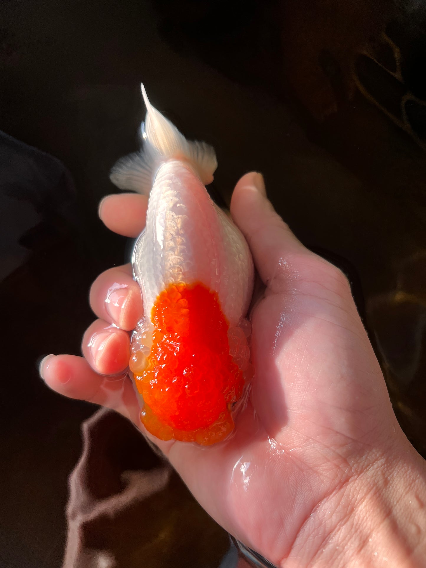 LionQueen 4-4,5 pulgadas #0127RC_08