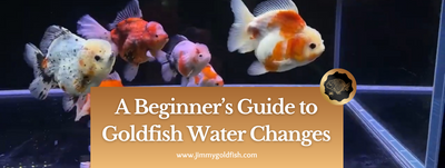 A Beginner's Guide to Goldfish Water Changes