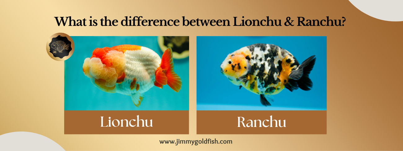 What is the difference between Lionchu & Ranchu? Which Goldfish Steals the Show?