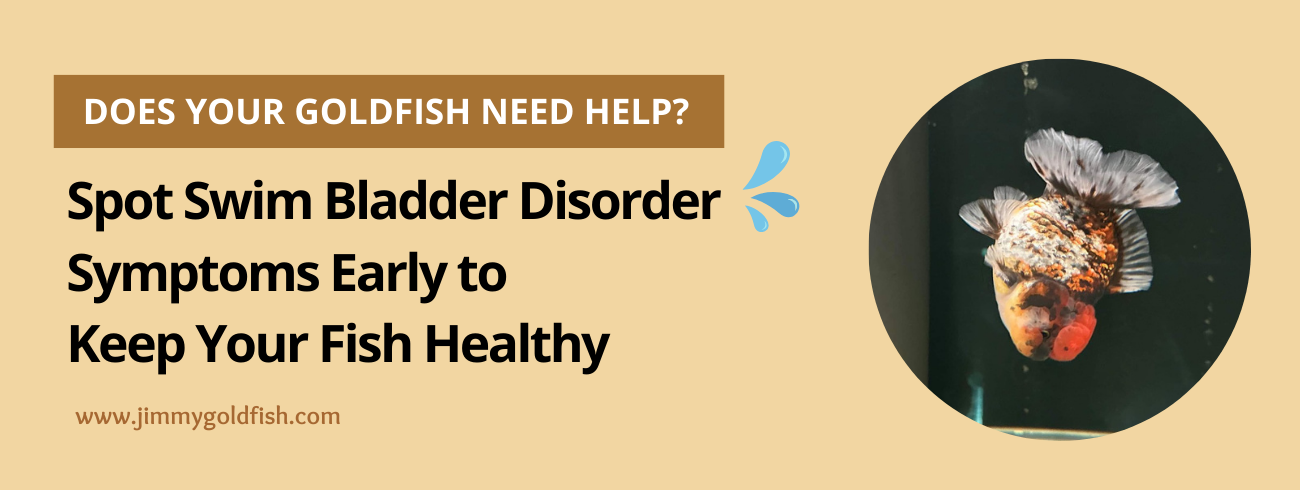 Does Your Goldfish Need Help? Spot Swim Bladder Disorder Symptoms Early to Keep Your Fish Healthy