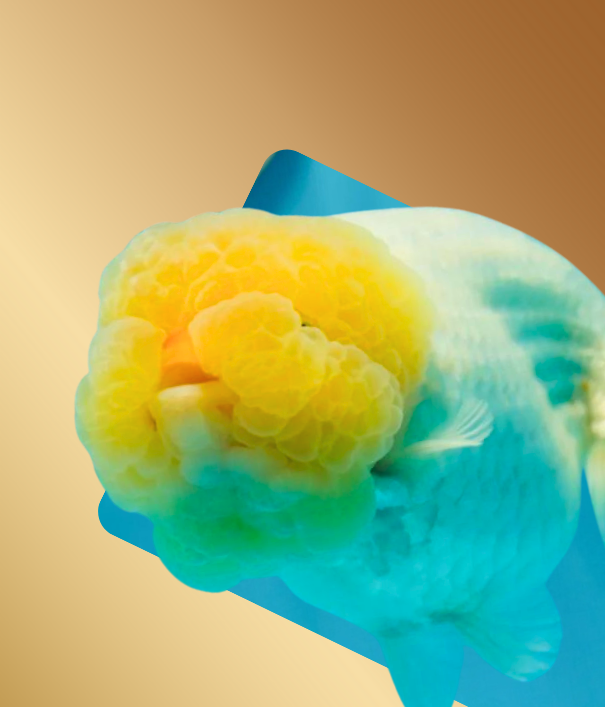 Lemonhead Pattern Lemonhead Pattern – Jimmy Goldfish