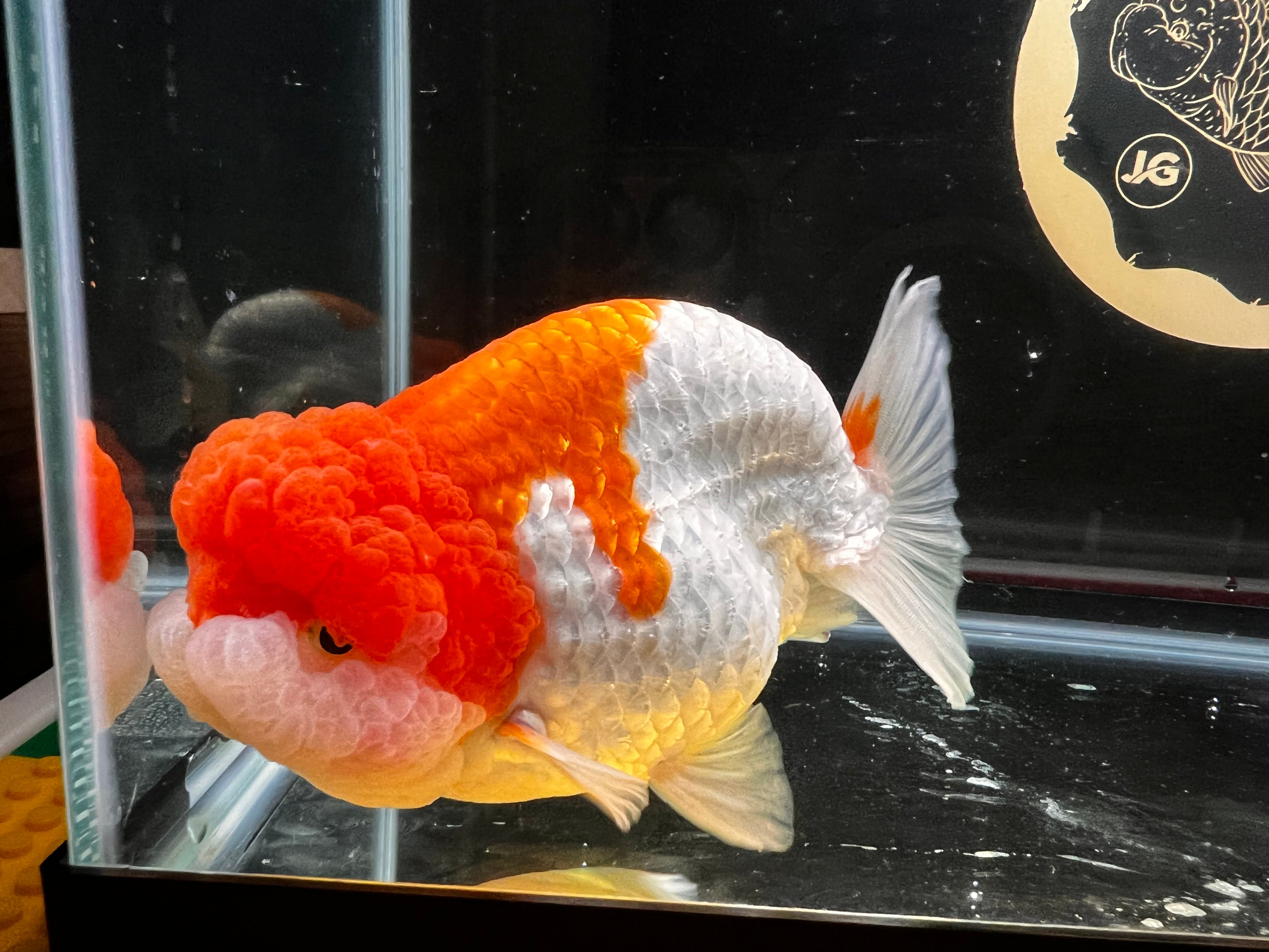 Where To Buy Ranchu Goldfish: Top Sources Unveiled - Vet Advises