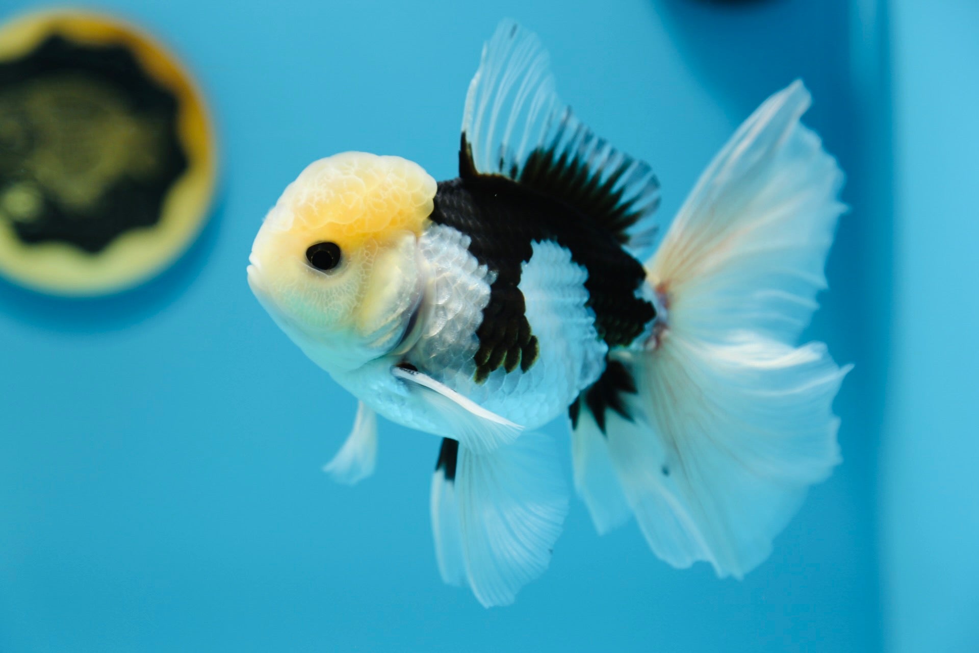 Special Panda Thai Oranda – Jimmy Goldfish