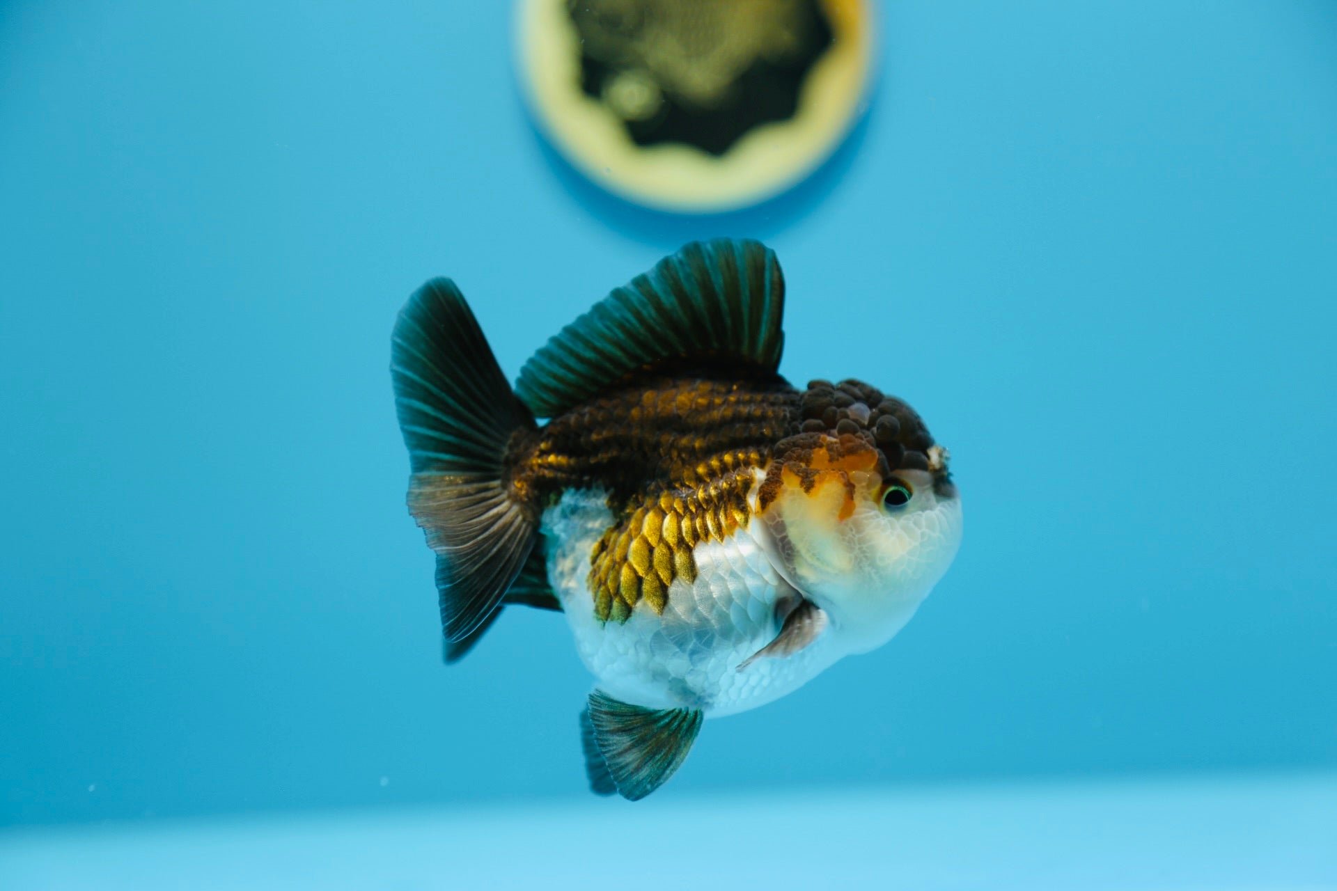 Thai Yuanbao Goldfish – Jimmy Goldfish