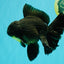 AAA Grade Black Oranda Male 6.5 inches #102326OR_08