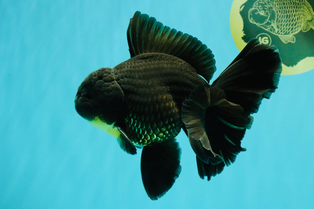 AAA Grade Black Oranda Male 6.5 inches #102326OR_08