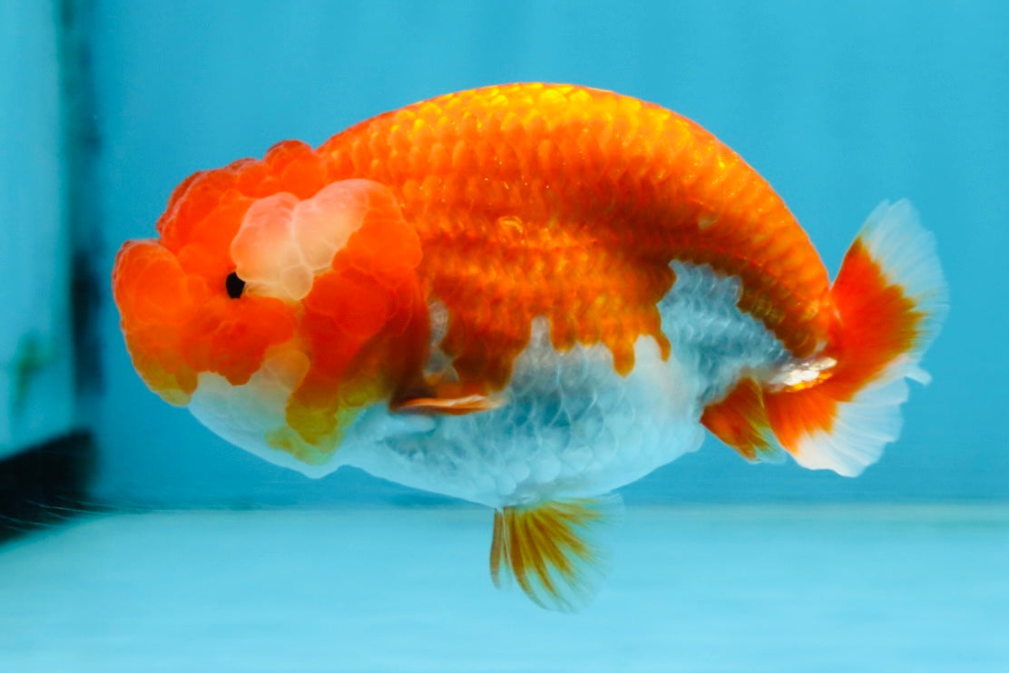 A Grade Red White LionQueen 4 inches #102425LC_09