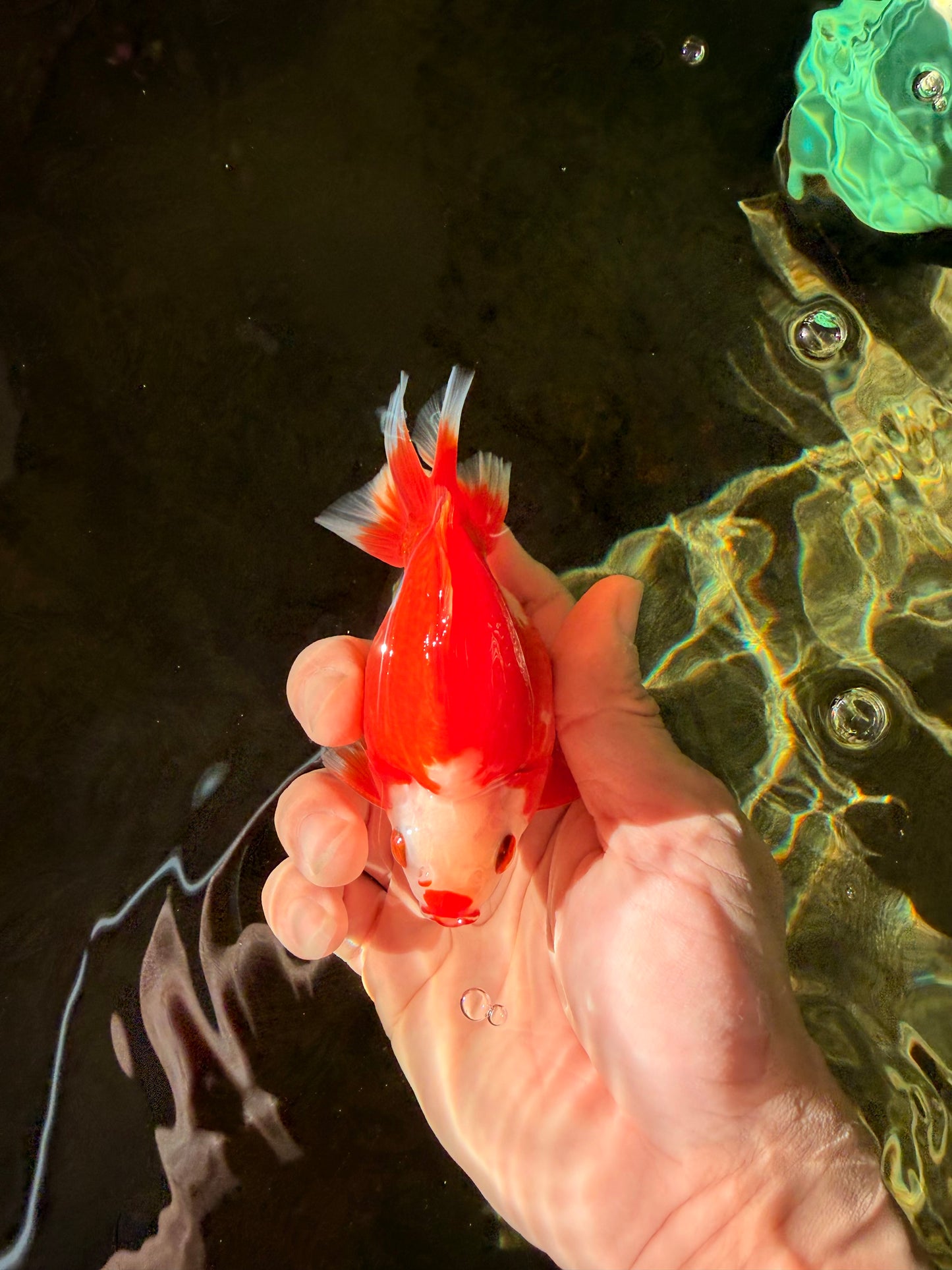 SUPER AAA Grade Red White Ryukin Male 4 inches #022726RK_16