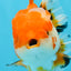 A Grade Red White Oranda Male 5.5 inches #040326OR_12