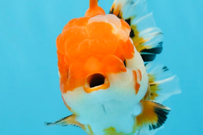 A Grade Red White Oranda Male 5.5 inches #040326OR_12