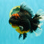 AAA Grade Super Red Head Kirin Oranda Male 7-7.5 inches #062626OR_01