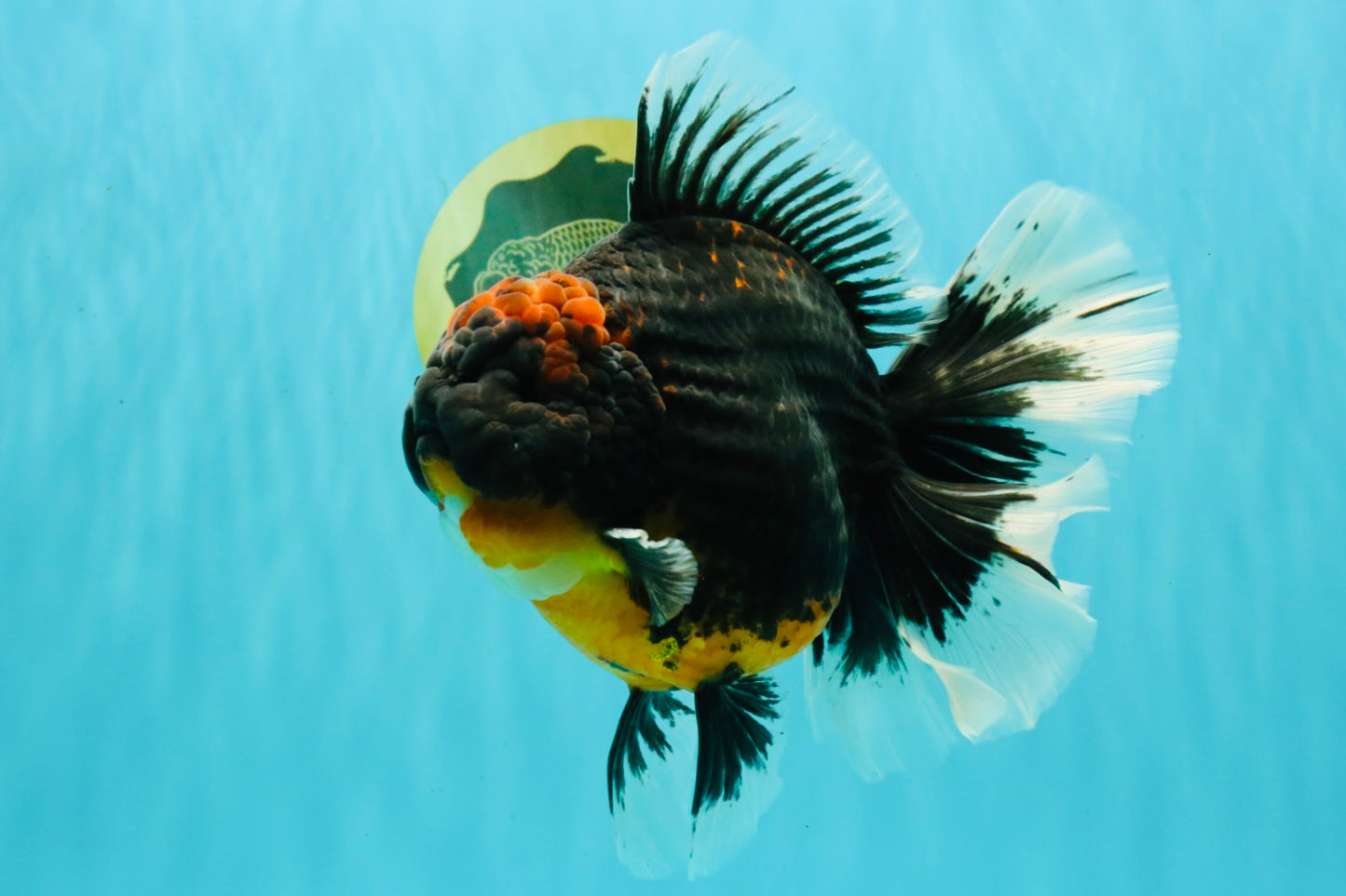 AAA Grade Super Red Head Kirin Oranda Male 7-7.5 inches #062626OR_01
