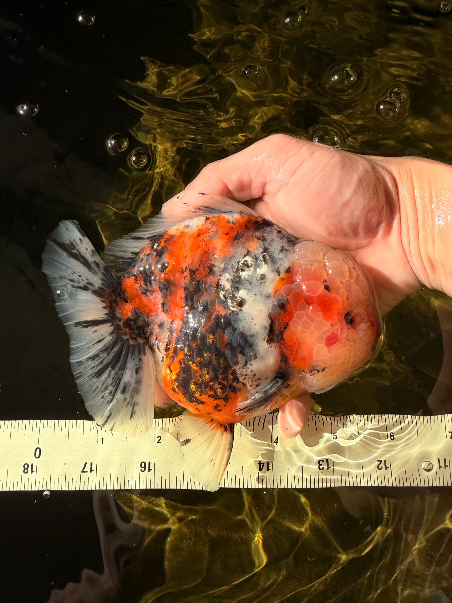 FLUFFY AAA Grade Marble Calico Yuanbao Male 5.5-6 inches #032026YB_20