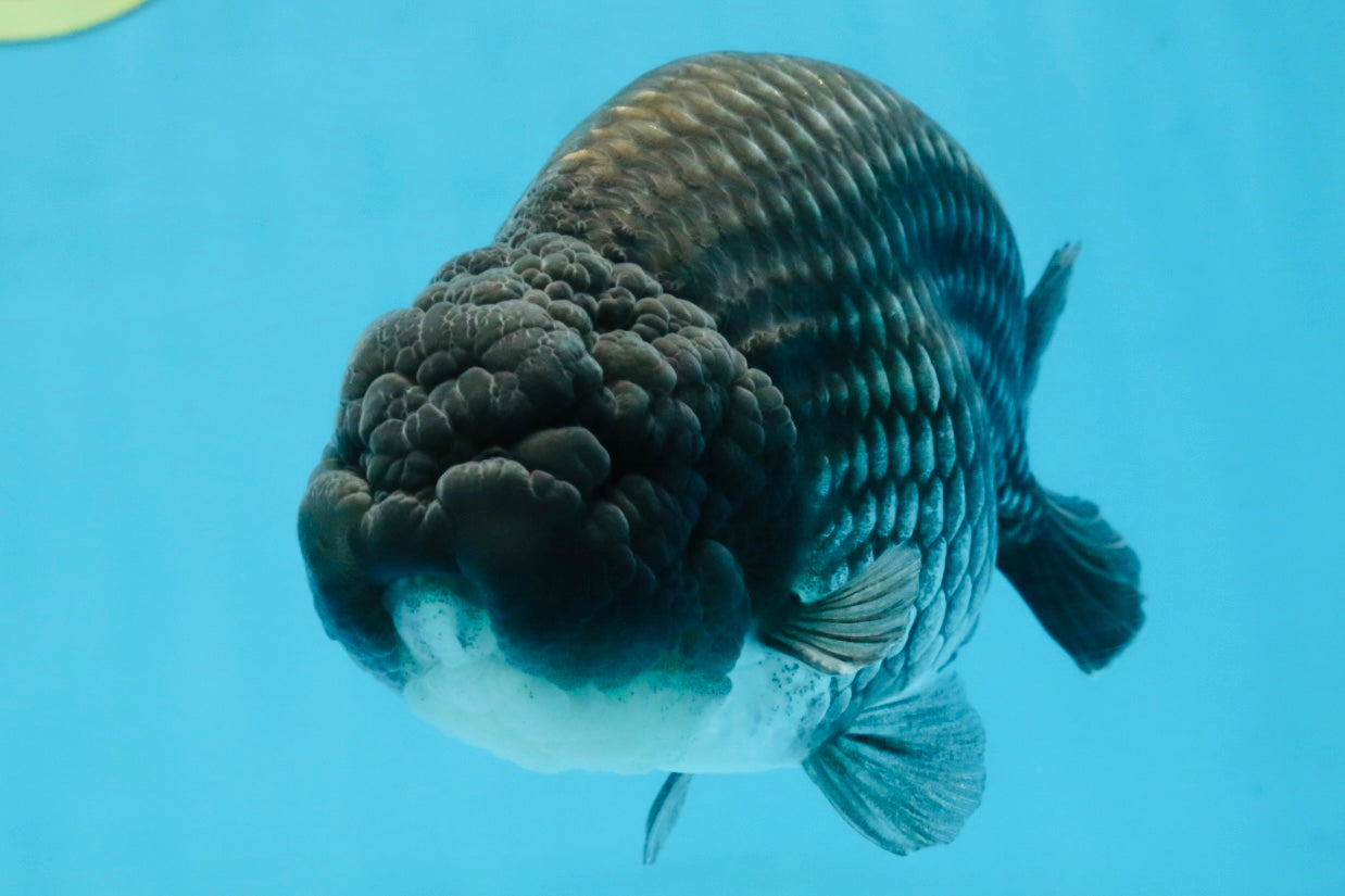 FLUFFY WEN A Grade Black Blue LionKing 5.5 inches #110725LC_16