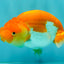 Red White Lionchu Female 4.5 inches #081426LC_14