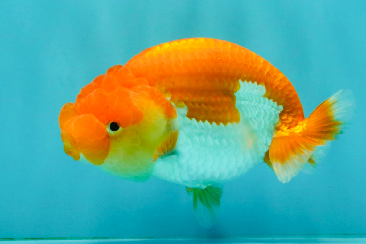 Red White Lionchu Female 4.5 inches #081426LC_14