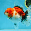 A Grade Sakura Oranda Female 6 inches #060625OR_29
