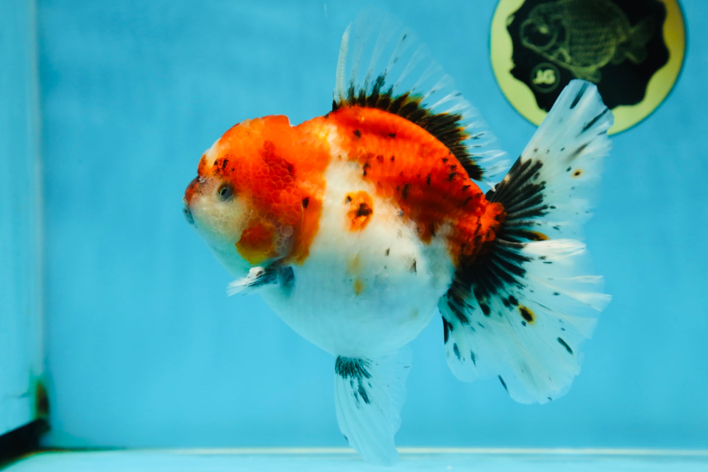 A Grade Sakura Oranda Female 6 inches #060625OR_29