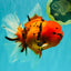 A Grade Tiger Oranda Female 7.5 inches #101626OR_16