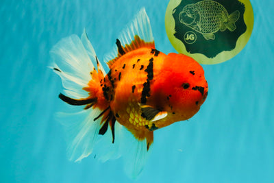 A Grade Tiger Oranda Female 7.5 inches #101626OR_16