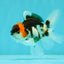 Tricolor Oranda Male 3.5-4 inches #102524OR_20