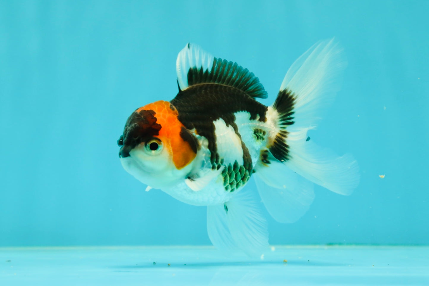 Tricolor Oranda Male 3.5-4 inches #102524OR_20