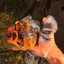 CHUNKY AAA Grade Broadtail Tiger Oranda Male 7-7.5 inches #071026OR_02