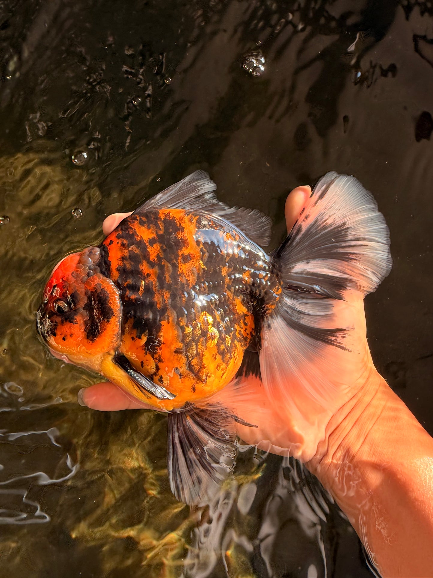 CHUNKY AAA Grade Broadtail Tiger Oranda Male 7-7.5 inches #071026OR_02