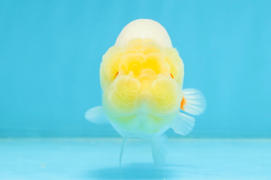 AAA Grade Young Lemonhead LionQueen 4 inches #101025LC_06