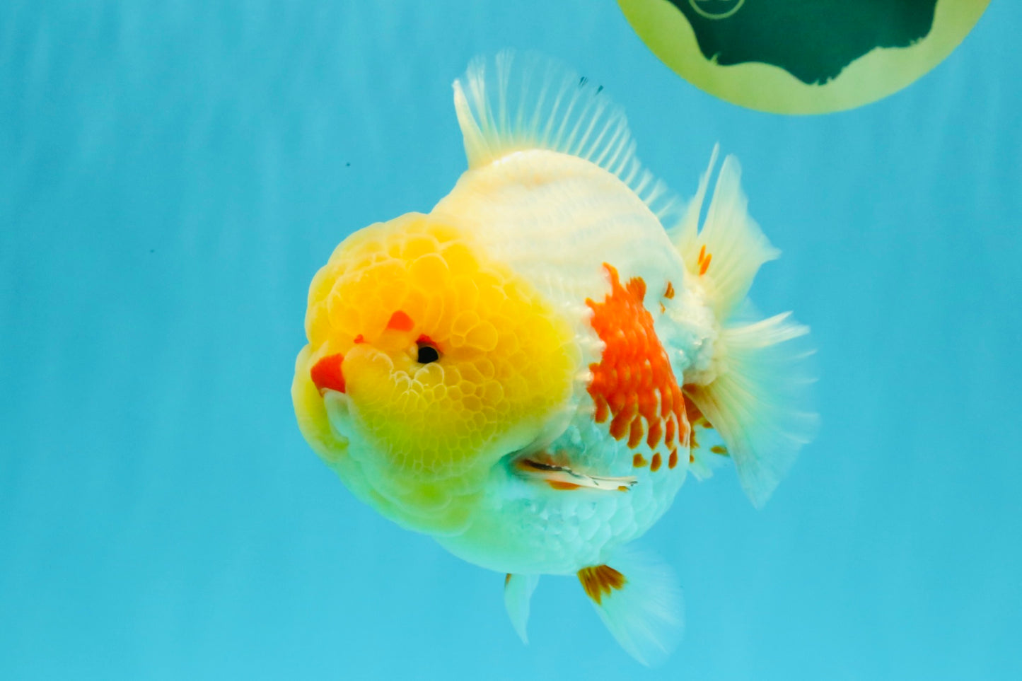 BIG WEN AAA Grade Godzilla Red White Lipstick Yuanbao Male 5.5 inches #030626YB_11