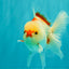 CHICKIE AAA Grade Red White Oranda Male 5-5.5 inches #062626OR_28
