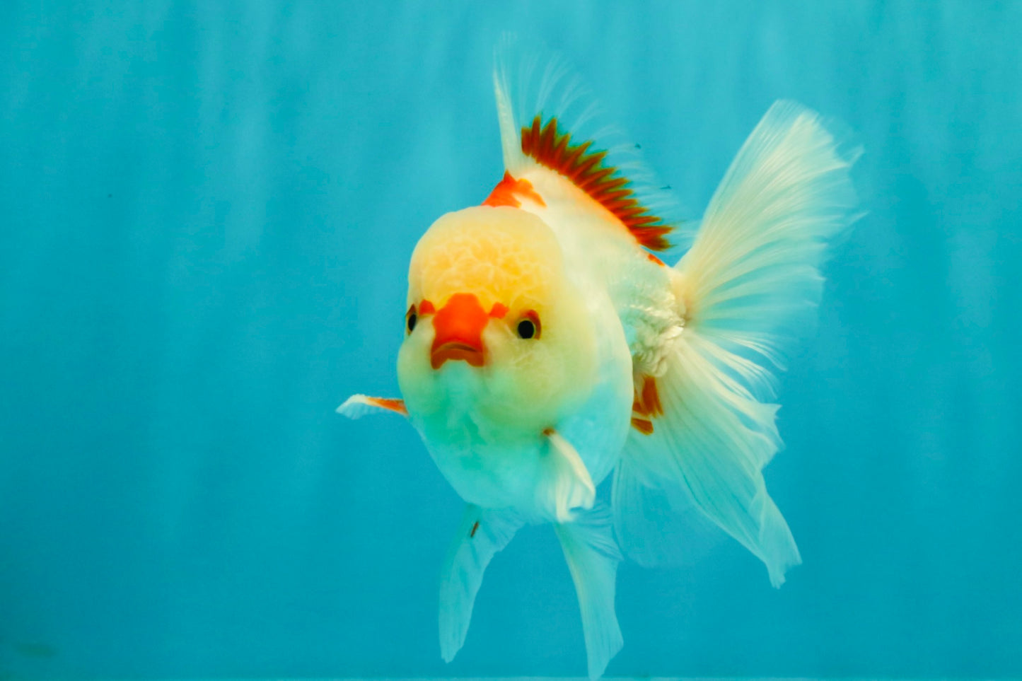 CHICKIE AAA Grade Red White Oranda Male 5-5.5 inches #062626OR_28