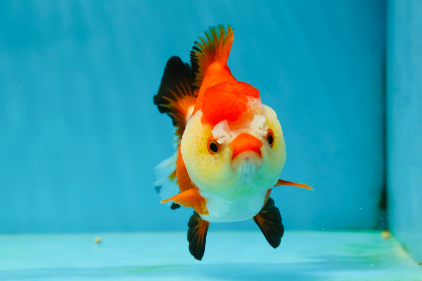 A Grade Pompom Tricolor Yuanbao Female 4-4.5 inches #050925YB_27