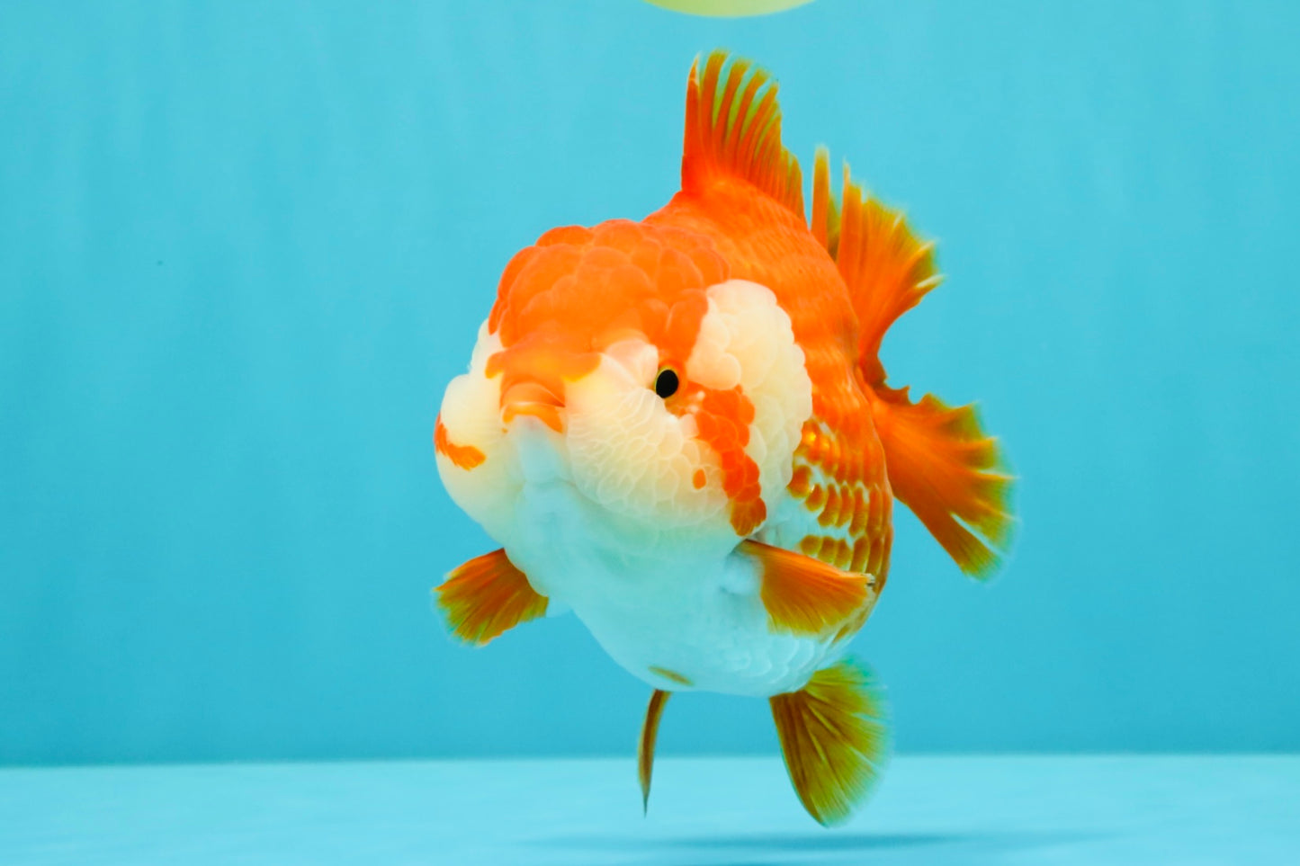 CHONKY AAA Grade Red White Yuanbao Female 6-6.5 inches #032026YB_25