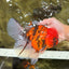 A Grade Tiger Oranda Male 7.5 inches #101626OR_19