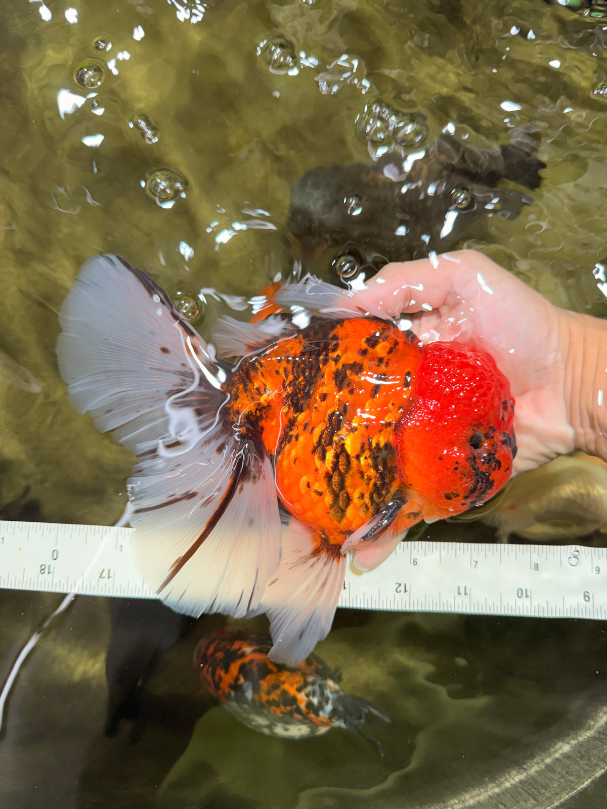 A Grade Tiger Oranda Male 7.5 inches #101626OR_19