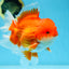 AAA Grade CHUNKY Godzilla Red White Oranda Male 6 inches #090525OR_10
