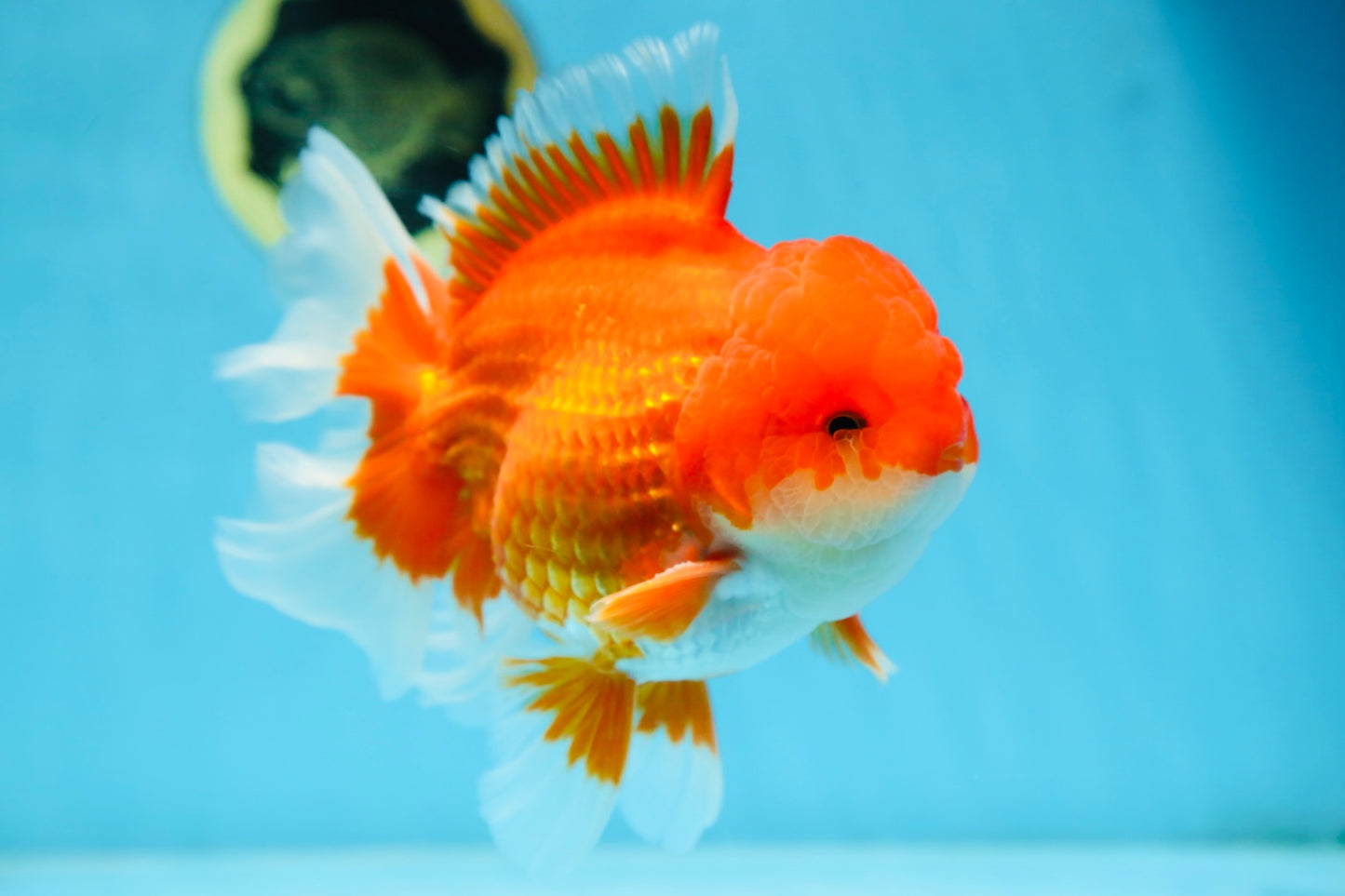 AAA Grade CHUNKY Godzilla Red White Oranda Male 6 inches #090525OR_10